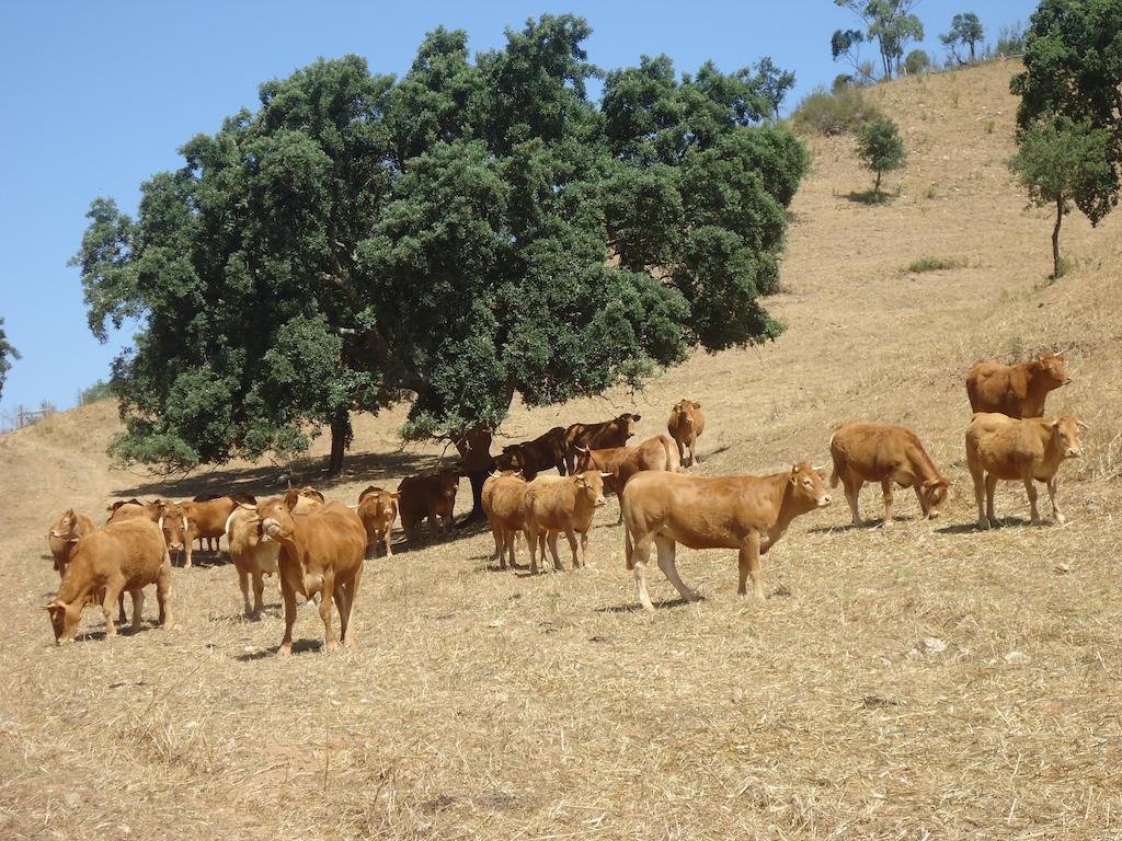 Herdade Dos Montes Bastos Santa Luzia  Eksteriør bilde